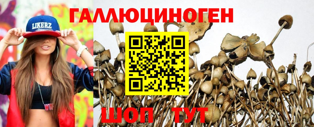 Оренбург  Галлюциногенные грибы Cubensis  Вход с VPN 